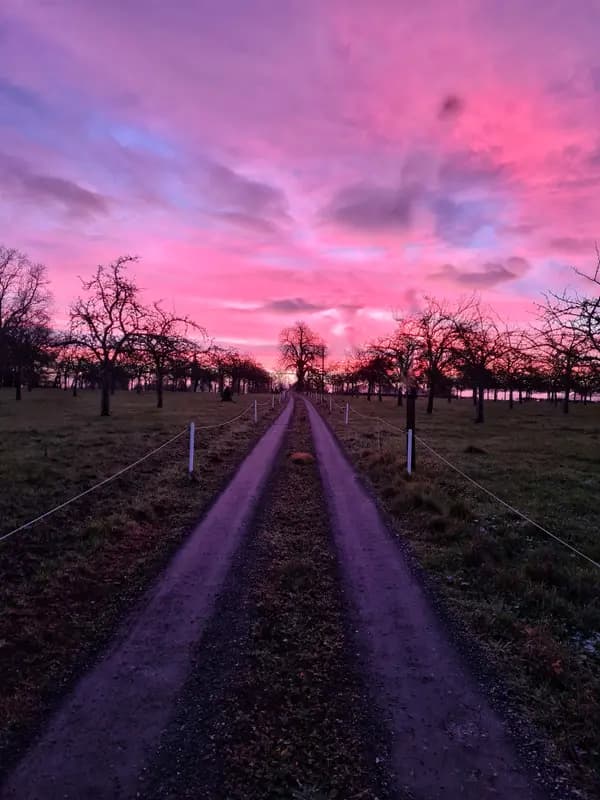 Scenic dirt path lined with bare trees under a vibrant pink and purple sunset sky, evoking rustic countryside dining ambiance.