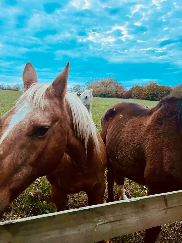 Horses grazing in a green countryside pasture under a vibrant blue sky with autumn trees in the background.